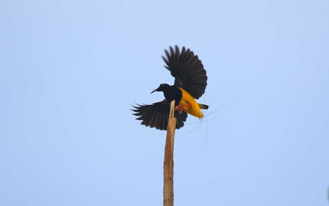 Nimbokrang Arfak Waigeo