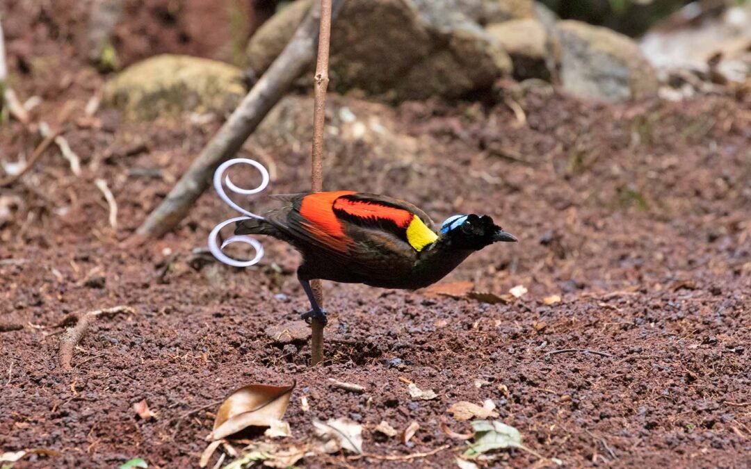 Waigeo Arfak Nimbokrang